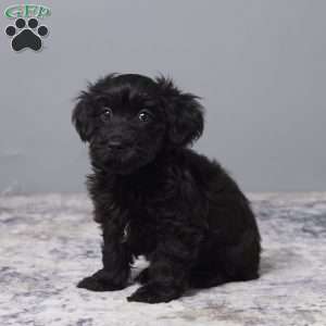 Ricky, Havapoo Puppy